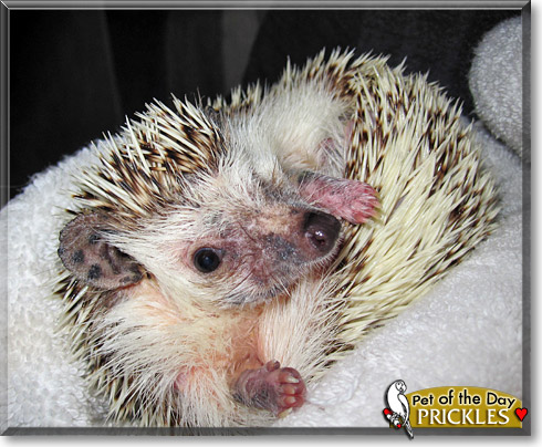 Prickles, the Pet of the Day Prickles, the Pet of the Day