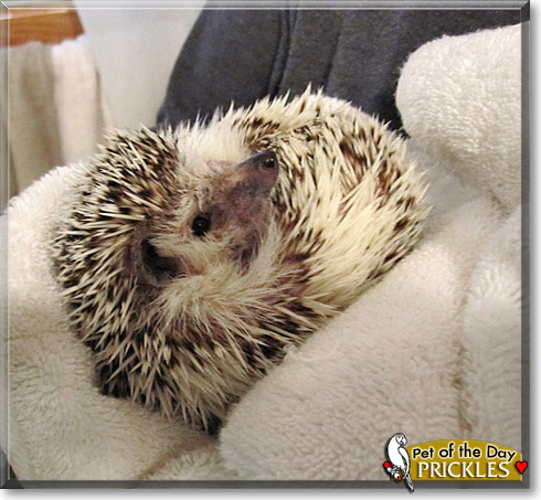 Prickles, the Pet of the Day Prickles, the Pet of the Day