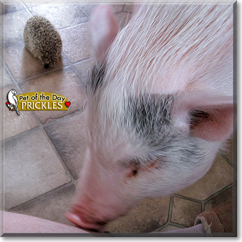 Prickles, the Pet of the Day Prickles, the Pet of the Day