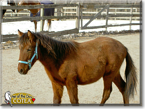 Cotea, the Pet of the Day Cotea, the Pet of the Day