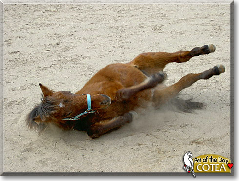 Cotea, the Pet of the Day Cotea, the Pet of the Day