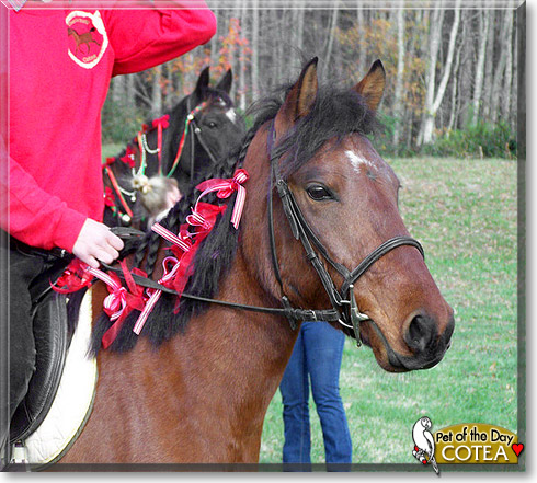 Cotea, the Pet of the Day Cotea, the Pet of the Day