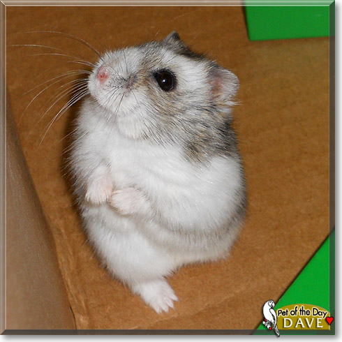 Dave, the Pet of the Day