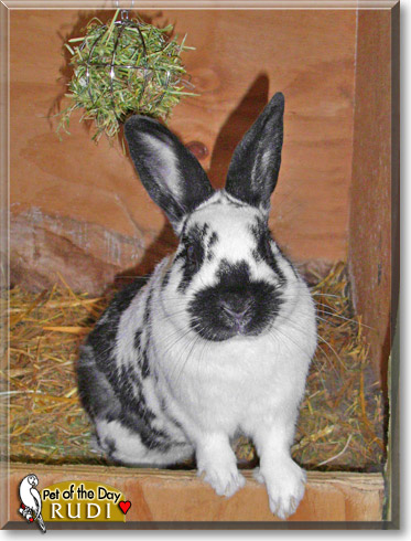 Rudi, the Pet of the Day