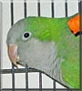 Penelope