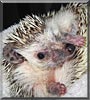 Prickles