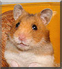 Cornflake