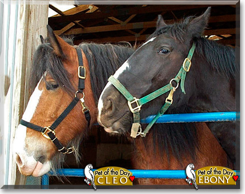 Cleo, Ebony, the Pet of the Day Cleo, Ebony, the Pet of the Day