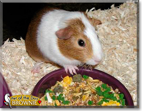 Brownie, the Pet of the Day
