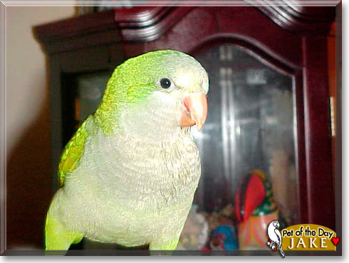 Jake, the Pet of the Day Jake, the Pet of the Day