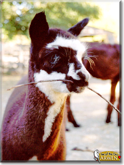Arwen, the Pet of the Day