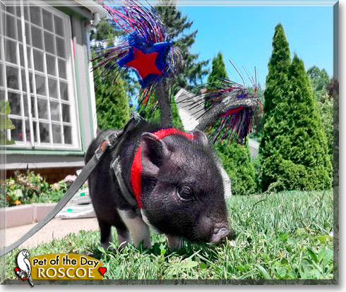 Roscoe, the Pet of the Day Roscoe, the Pet of the Day