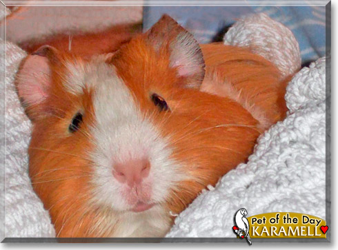 Karamell, the Pet of the Day