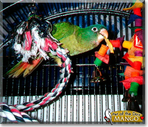 Mango, the Pet of the Day