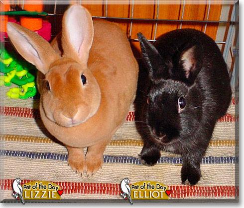 Lizzie, Elliot, the Pet of the Day Lizzie, Elliot, the Pet of the Day