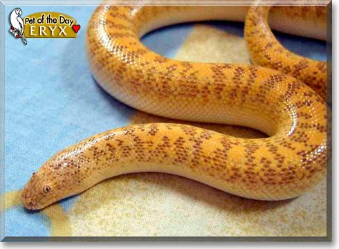Eryx, the Pet of the Day