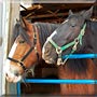 Cleo, Ebony
