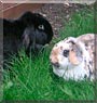 Jazz, Josie