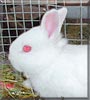 Marshmellow