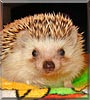 Kajtek