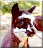 Arwen