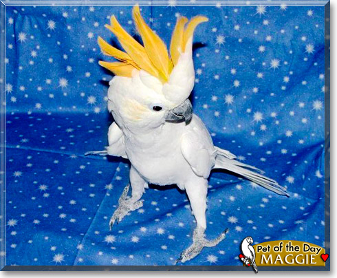 Maggie, the Pet of the Day
