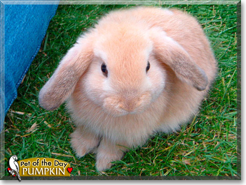 Pumpkin, the Pet of the Day