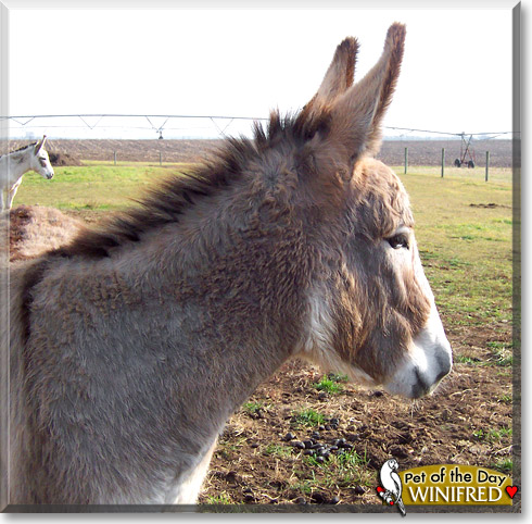 Winifred, the Pet of the Day