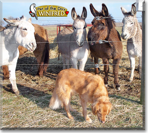 Winifred, the Pet of the Day
