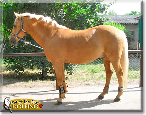 Dolfino, the Pet of the Day