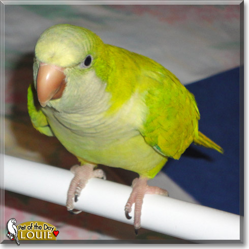 Louie, the Pet of the Day