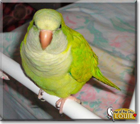 Louie, the Pet of the Day
