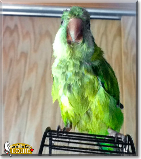 Louie, the Pet of the Day
