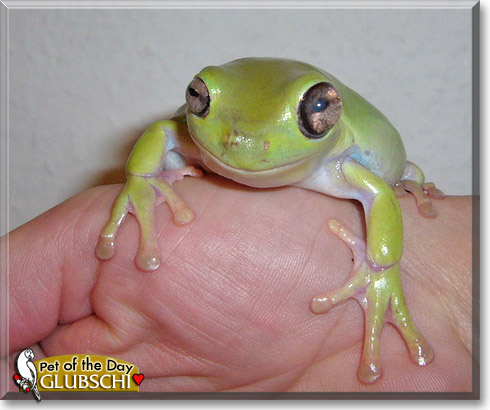 Glubschi, the Pet of the Day