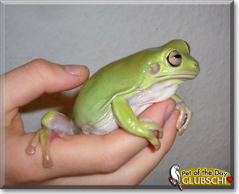 Glubschi, the Pet of the Day