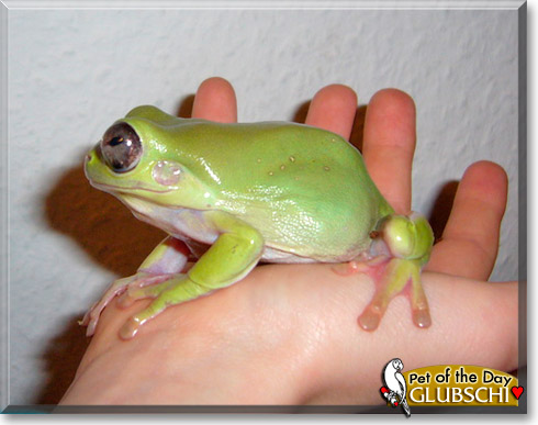 Glubschi, the Pet of the Day
