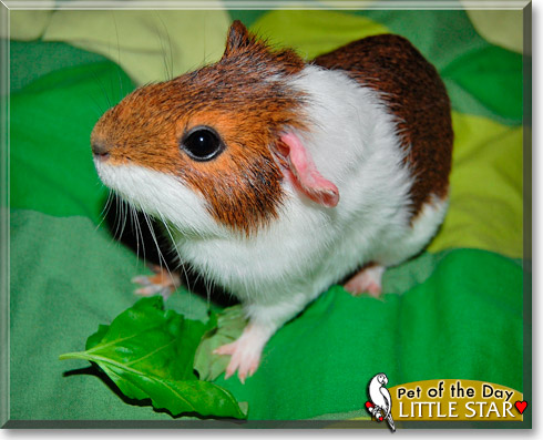 Little Star, the Pet of the Day