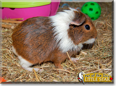 Little Star, the Pet of the Day