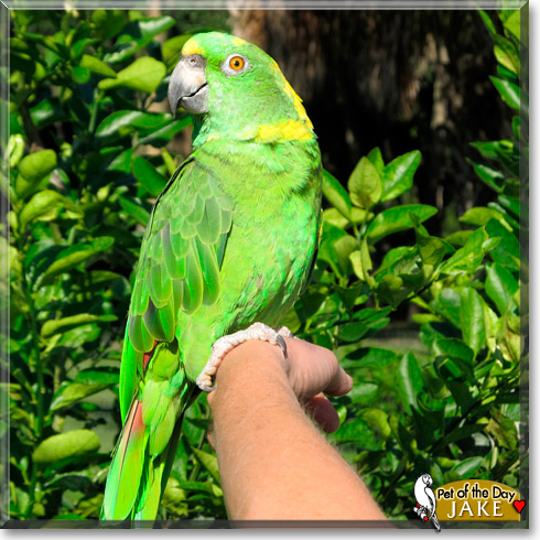 Jake, the Pet of the Day