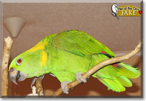 Jake, the Pet of the Day