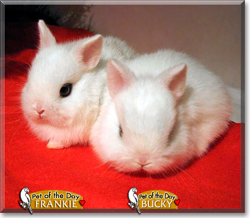 Frankie, Bucky, the Pet of the Day