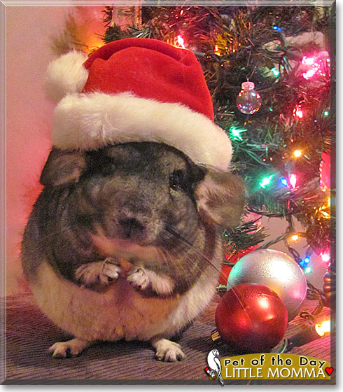 Little Momma, the Pet of the Day
