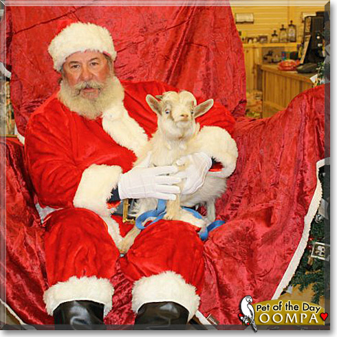 Oompa, the Pet of the Day