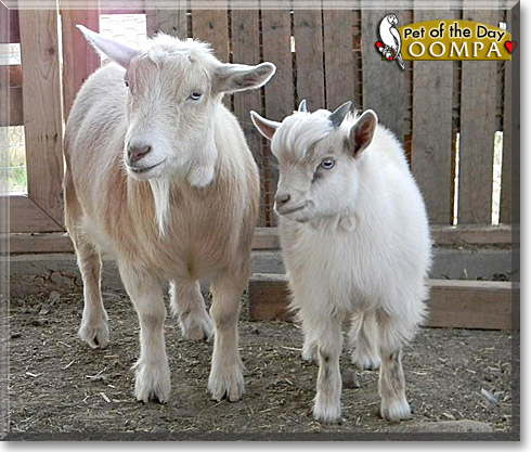 Oompa, the Pet of the Day