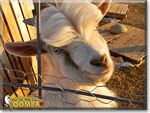 Oompa, the Pet of the Day