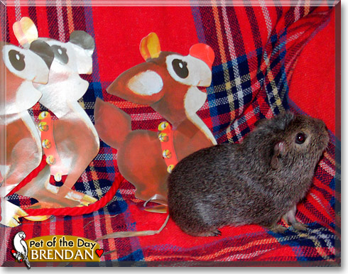 Brendan, the Pet of the Day