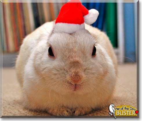 Buster, the Pet of the Day