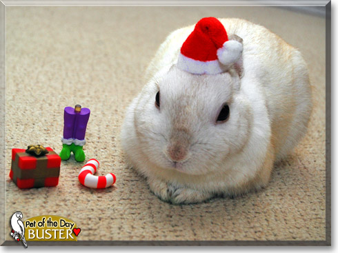 Buster, the Pet of the Day