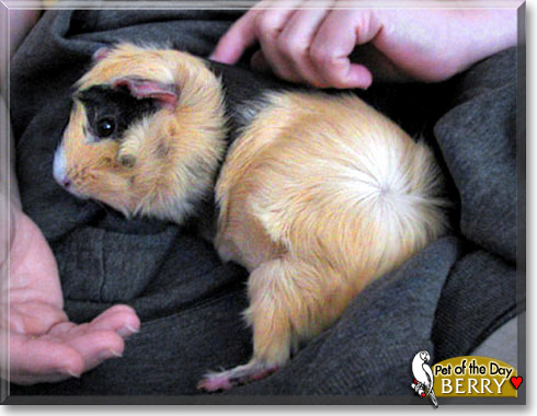 Berry, the Pet of the Day
