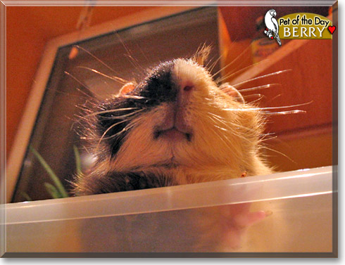 Berry, the Pet of the Day